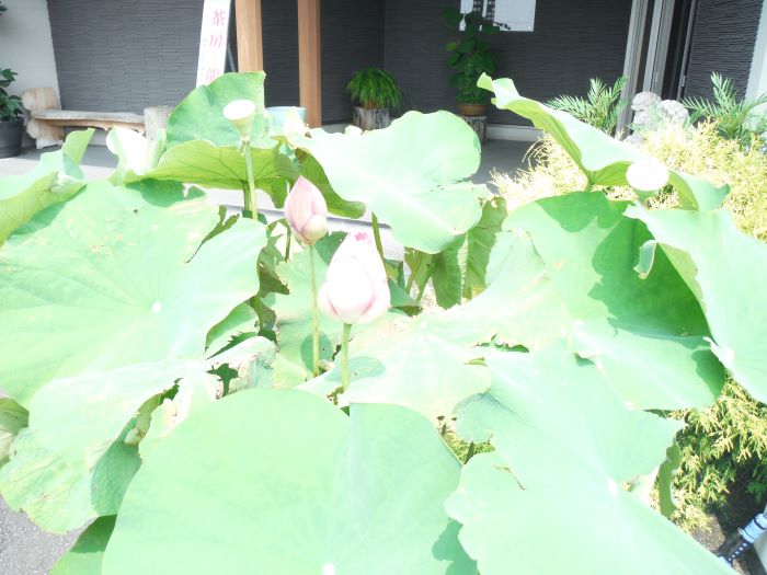 「涼を味わう-青磁 青白磁 白磁-」